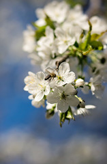 Flowering cherry branch and  flying bee