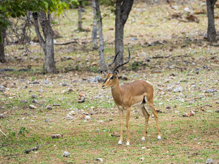 Impala, Schwarzfersenantilope, auch Schwarznasenimpala (Aepyceros melampus petersi), Männchen,...