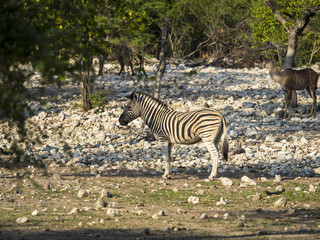 Fototapeta na wymiar Burchell-Zebra (Equus burchelli), steht in der Steppe, Ongaya Wild Reservat, Outja, Namibia, Afrika