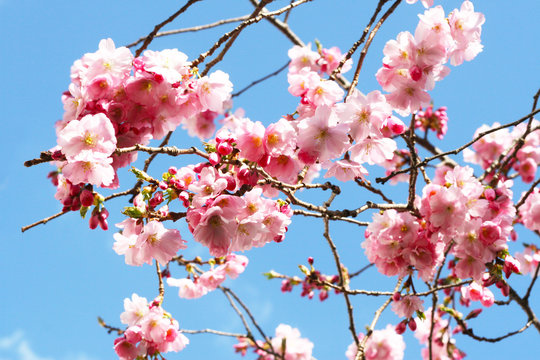 Hanami - Kirschblüte, Zierkirsche blüht mit rosa Blüten im Frühling