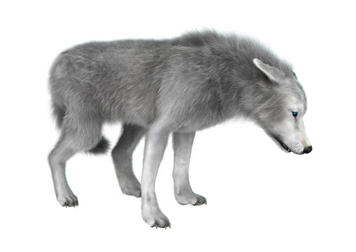 3D Illustration Polar Wolf on White