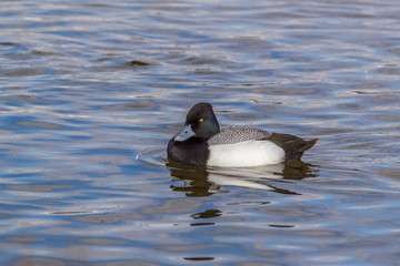 Greater Scaup or Bluebill