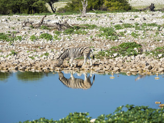 Fototapeta na wymiar Zebraherde, Burchell-Zebra (Equus quagga burchellii) trinken am Wasser, Okaukuejo lake,Etosha-Nationalpark, Namibia, Afrika