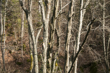 Tree trunks in forest in early spring as natural background