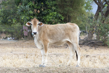 young solo brown bull stand on dry field