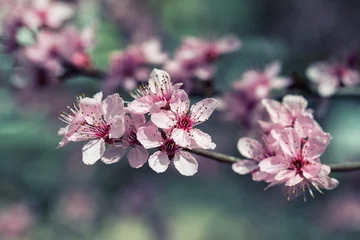 Spring background, cherry tree blossom, vintage filter
