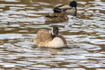 Greater Scaup or Bluebill