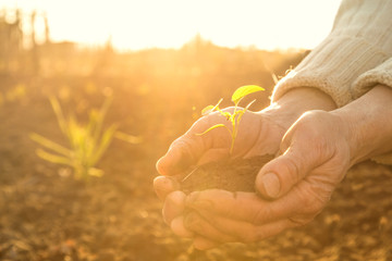 Old Peasant Hands holding green young Plant in Sunlight Rays