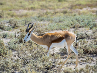 Springbock (Antidorcas marsupialis) Okaukuejo, Etosha Nationalpark, Namibia, Afrika