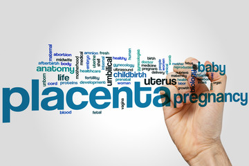 Placenta word cloud