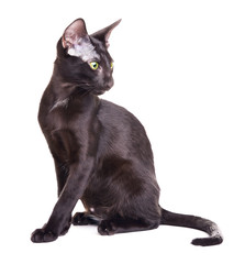 Black Oriental Shorthair Cat