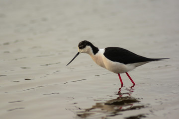 Cavaliere d'Italia (Himanthopus himanthopus) - ritratto nello stagno