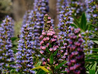 Tajinaste of colors, Canary islands