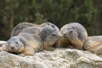 Alpine marmot, Marmota Marmota, one of the big rodents