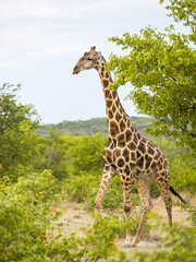 Alte Giraffe (Giraffa camelopardalis),  Okaukuejo, Etosha Nationalpark, Namibia, Afrika