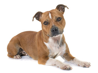 stafforshire bull terrier