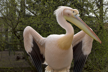 Great White Pelican, Pelecanus onocrotalus, in winter color