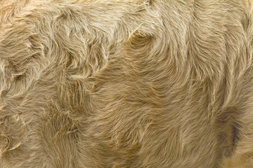 vintage style brown cow fur background