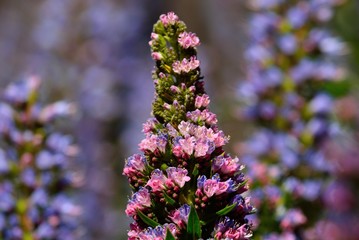 Tajinaste of colors, Canary islands