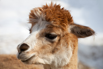 Fototapeta premium portrait of an alpaca lama