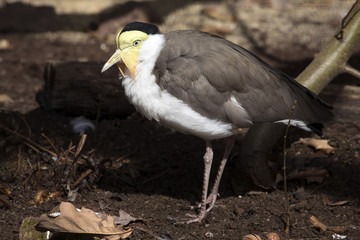 Masked lapwing, Vanellus miles, has a distinctive skin flaps in its beak