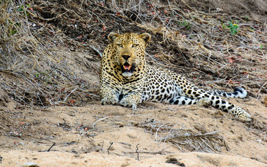 Obraz premium Attentive Male Leopard