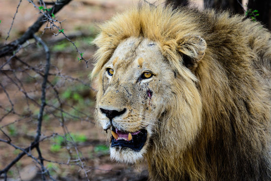 close up of the face of a warring male lion