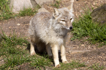 Naklejka na ściany i meble Corsac fox, Vulpes corsac is shrewd fox