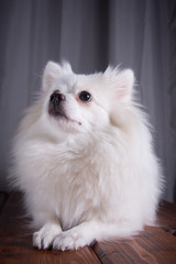 White German Spitz Pomeranian sits on a wooden floor on gray background. Dog pose, with your legs. Free space for text