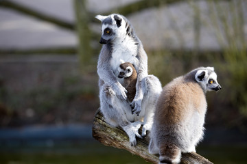 Ring-tailed Lemur, Lemur catta, female with young