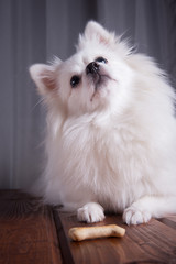 White German Spitz Pomeranian sits on a wooden floor on gray background. Dog posing, and the feet is the bone. Free space for text