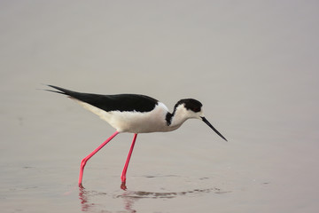 Obraz premium cavaliere d'Italia (Himanthopus himanthopus) - ritratto nello stagno