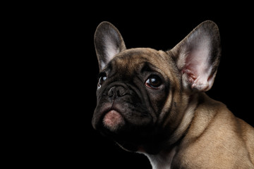 Closeup French Bulldog Puppy Face Looking up, Front view,  Isolated