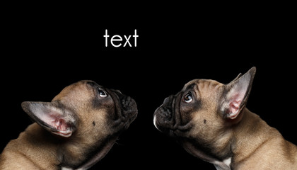 Closeup Two French Bulldog Puppys head Looking up, Profile,  Isolated