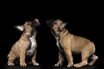 Obraz premium Two French Bulldog Puppys Sitting and Looking up, Licked, Isolated