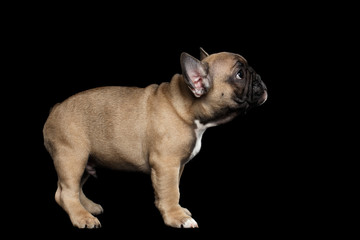 French Bulldog Puppy Standing and Looking forward, Side view,  Isolated