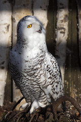 beautifully colored male Snowy Owl, Nyctea scandiaca