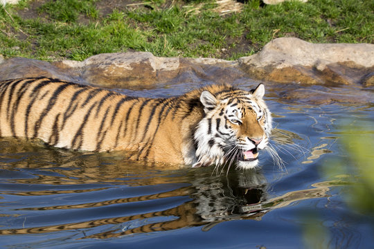 Amur Tiger, Panthera tigris altaica, swims well