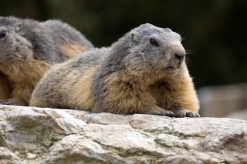 Alpine marmot, Marmota Marmota, one of the big rodents