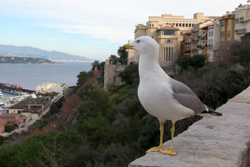 Seagull are contemplating the promenade and the port in Monaco