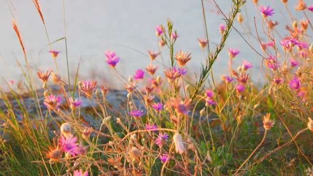 Small steppe wildflowers closeup and sea on background
