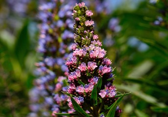 Tajinaste of colors, Canary islands