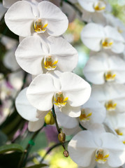 Fototapeta premium white phalaenopsis orchid flower