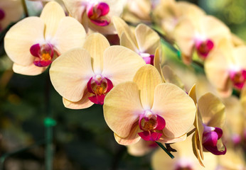 Yellow phalaenopsis orchid flower