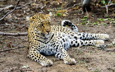 Female Leopard at ease