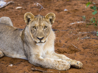 Obraz na płótnie Canvas Junge Löwin, (Panthera leo) , liegt auf roten Erde, Okaukuejo, Etosha Nationalpark, Namibia, Afrika