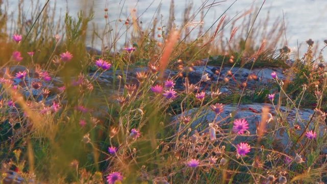 Steppe plants small violet flowers on rocky coast and sea surface with ripples on background.