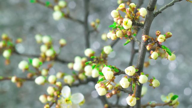 White Flowers Blossoms on the Branches Plum Tree. Timelapse. 4K.