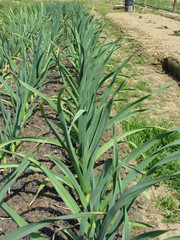 Garlic plants in rows in the garden