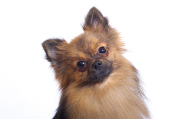 Obraz premium The head of the German Spitz closeup